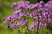 THALICTRUM AQUILEGIIFOLIUM, MEADOW RUE