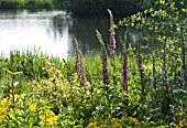 DIGITALIS PURPUREA, FOXGLOVE