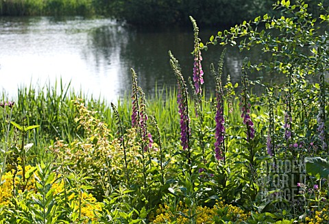 DIGITALIS_PURPUREA_FOXGLOVE