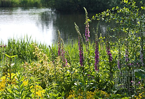 DIGITALIS_PURPUREA_FOXGLOVE