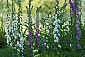 DIGITALIS PURPUREA, FOXGLOVE