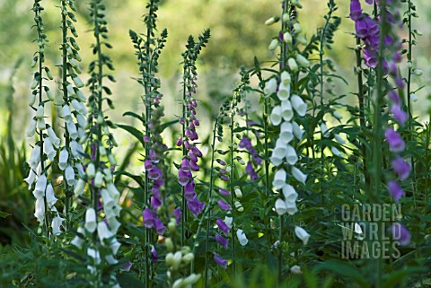 DIGITALIS_PURPUREA_FOXGLOVE