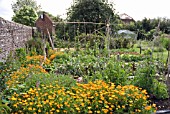 CALENDULA (MARIGOLDS) IN ALLOTMENT