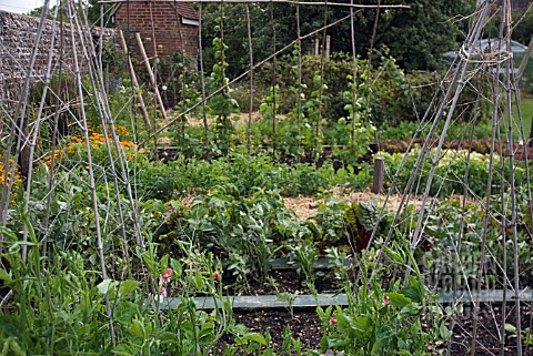 ALLOTMENT_VIEW