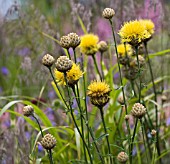 CENTAUREA MACROCEPHALA (GIANT KNAPWEED)