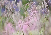 MOLINIA CAERULEA, PURPLE MOOR GRASS