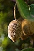 ACTINIDIA CHINENSIS, KIWI