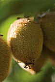 ACTINIDIA CHINENSIS, KIWI