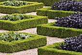 BUXUS SEMPERVIRENS, BOX