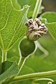 LAGENARIA SICERARIA, BOTTLE GOURD