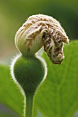 LAGENARIA SICERARIA, BOTTLE GOURD