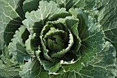 BRASSICA OLERACEA BACALAN DE RENNES, CABBAGE