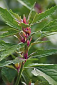 CHENOPODIUM GIGANTEUM, TREE SPINACH