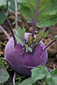 BRASSICA OLERACEA GONGYLODES PURPLE VIENNA, KOHLRABI