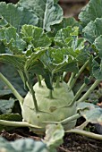 BRASSICA OLERACEA GONGYLODES, KOHLRABI