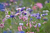 CENTAUREA CYANUS, CORNFLOWER PINK