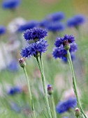 CENTAUREA CYANUS, CORNFLOWER