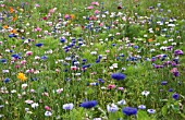 CENTAUREA CYANUS, CORNFLOWER