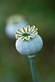 PAPAVER SOMNIFERUM, POPPY OPIUM POPPY