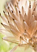 CIRSIUM ARVENSE, THISTLE CREEPING THISTLE