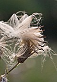 CIRSIUM ARVENSE, THISTLE CREEPING THISTLE