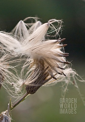 CIRSIUM_ARVENSE_THISTLE_CREEPING_THISTLE