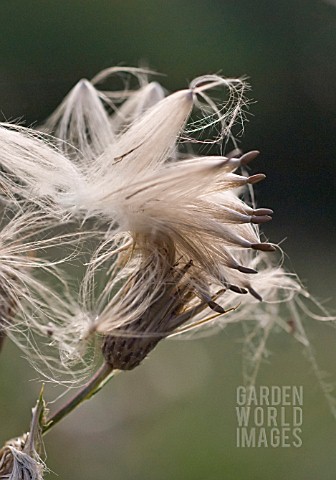 CIRSIUM_ARVENSE_THISTLE_CREEPING_THISTLE