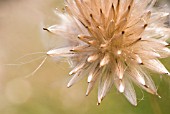 CIRSIUM ARVENSE, THISTLE CREEPING THISTLE