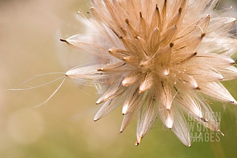 CIRSIUM_ARVENSE_THISTLE_CREEPING_THISTLE