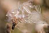 CIRSIUM ARVENSE, THISTLE CREEPING THISTLE