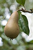 PYRUS COMMUNIS CONFERENCE, PEAR