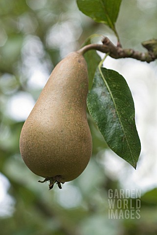 PYRUS_COMMUNIS_CONFERENCE_PEAR