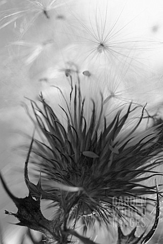 CIRSIUM_VULGARE_THISTLE_SPEAR_THISTLE_SCOTCH_THISTLE_BULL_THISTLE