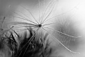 CIRSIUM VULGARE, THISTLE SPEAR THISTLE, SCOTCH THISTLE, BULL THISTLE