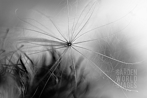 CIRSIUM_VULGARE_THISTLE_SPEAR_THISTLE_SCOTCH_THISTLE_BULL_THISTLE