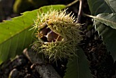 CASTANEA SATIVA, CHESTNUT - SWEET CHESNUT