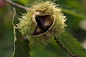 CASTANEA SATIVA, CHESTNUT - SWEET CHESNUT