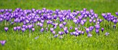 CROCUS VERNUS, CROCUS