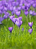 CROCUS VERNUS, CROCUS