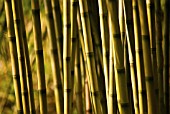 CHUSQUEA CULEOU, BAMBOO