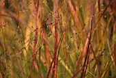 IMPERATA CYLINDRICA RUBRA, RED GRASS