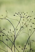 SEEDHEAD