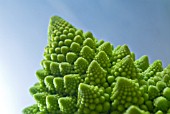 BRASSICA OLERACEA, ROMANESCO