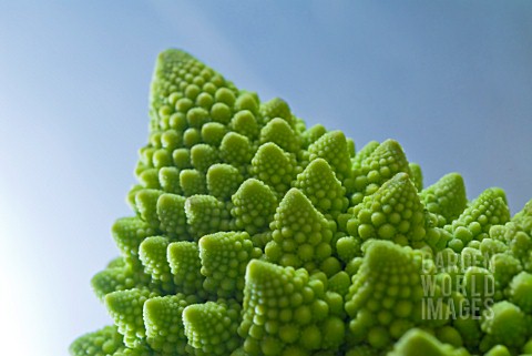 BRASSICA_OLERACEA_ROMANESCO