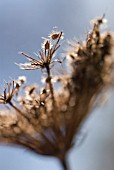 DAUCUS CAROTA, CARROT - WILD CARROT