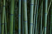 PHYLLOSTACHYS DECORA, BAMBOO - BEAUTIFUL BAMBOO