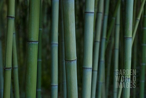 PHYLLOSTACHYS_DECORA_BAMBOO__BEAUTIFUL_BAMBOO