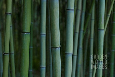 PHYLLOSTACHYS_DECORA_BAMBOO__BEAUTIFUL_BAMBOO