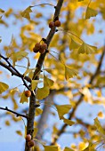 GINKGO BILOBA, GINKGO, MAIDENHAIR TREE