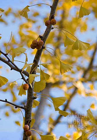 GINKGO_BILOBA_GINKGO_MAIDENHAIR_TREE